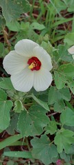 Hibiscus calyphyllus