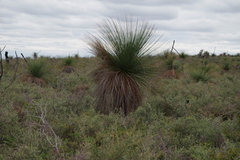 Xanthorrhoea preissii