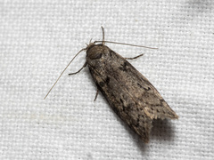 Oecophorinae