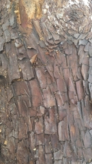 Arbutus menziesii