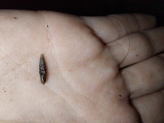 Clausilia