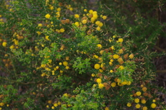 Acacia pulchella