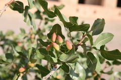 Pistacia vera