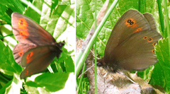 Erebia
