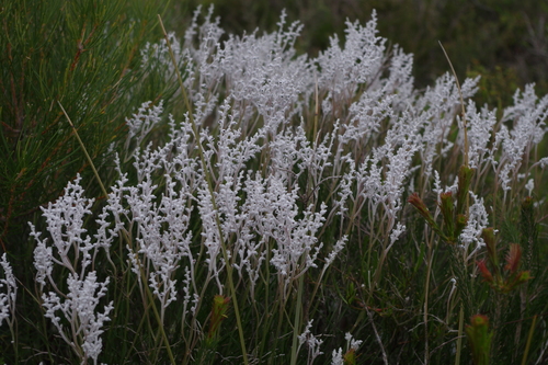 Conospermum caeruleum - Wikipedia