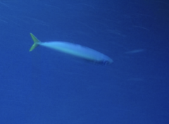 Decapterus macarellus