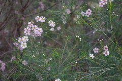 Chamelaucium uncinatum