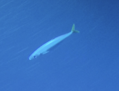 Decapterus macarellus