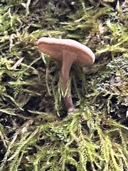 Pseudoclitocybe cyathiformis