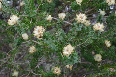 Olearia muelleri