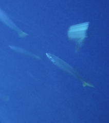 Decapterus macarellus