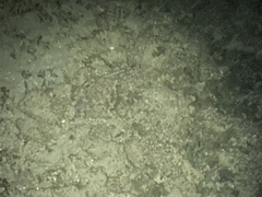Necturus maculosus