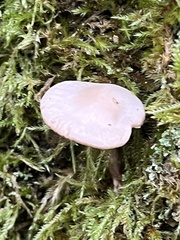 Pseudoclitocybe cyathiformis