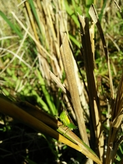 Orthoptera