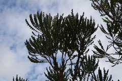 Banksia grandis