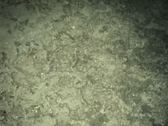 Necturus maculosus