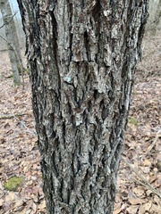 Carya tomentosa