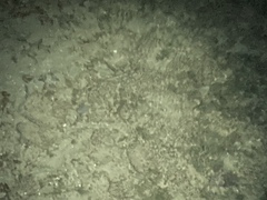 Necturus maculosus