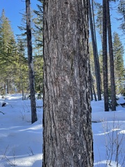 Larix occidentalis