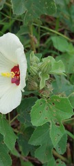 Hibiscus calyphyllus