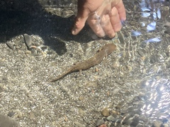 Necturus maculosus