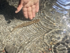 Necturus maculosus