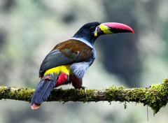 Andigena hypoglauca