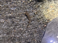 Necturus maculosus
