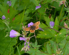 Boloria