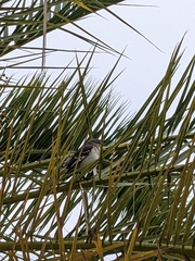 Mimus polyglottos orpheus