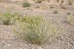 Euphorbia gedrosiaca