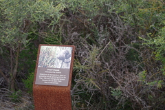 Allocasuarina humilis