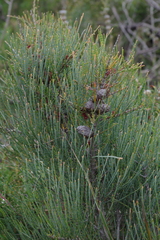 Allocasuarina humilis