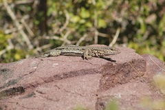 Callopistes maculatus