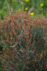Allocasuarina humilis