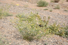 Euphorbia gedrosiaca