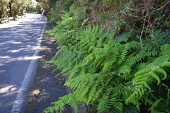 Dryopteris oligodonta