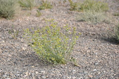 Euphorbia gedrosiaca