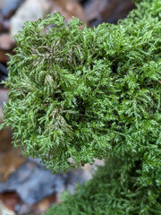 Pseudisothecium myosuroides