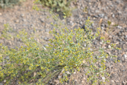 Euphorbia gedrosiaca