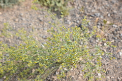 Euphorbia gedrosiaca