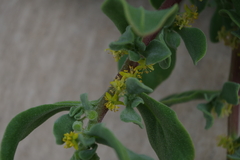 Tetragonia decumbens