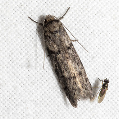 Oecophorinae
