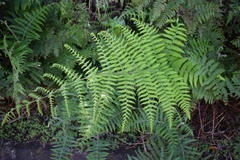 Dryopteris oligodonta