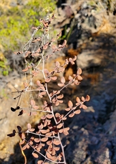 Pellaea myrtillifolia