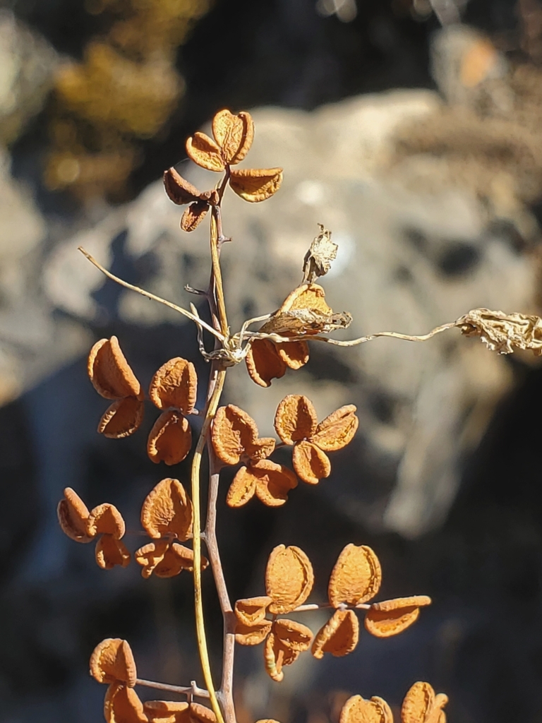 Pellaea myrtillifolia