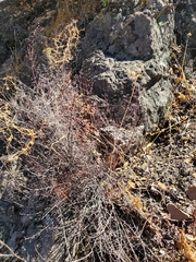 Pellaea myrtillifolia