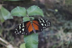 Heliconius hecale