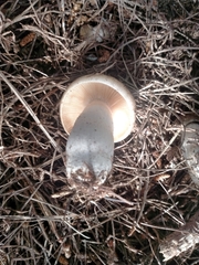 Russula