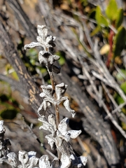 Calceolaria polifolia